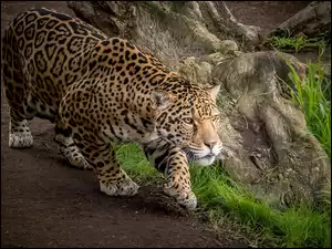 Jaguar na przechadzce po lesie