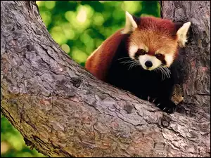 Drzewo, Czerwona, Panda