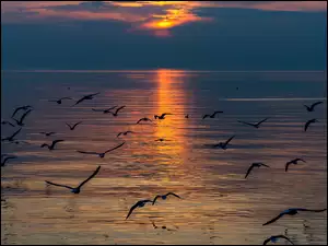 Mewy fruwające nad morzem w blasku zachodzącego słońca