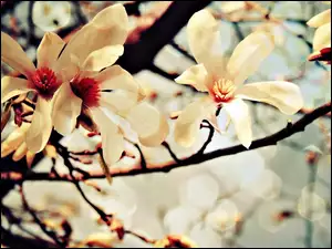 Kwiaty, Krzew, Magnolii