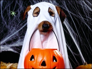 Duch, Pająk, Halloween, Pajęczyna, Pies, Dynia