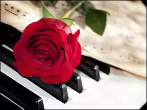 Czerwona róża i kartka z nutami leżą na klawiszach fortepianu