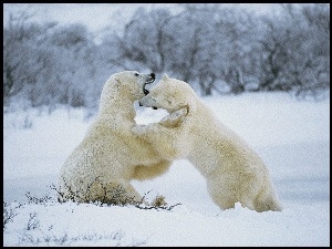 Niedźwiedzie, las, białe, śnieg