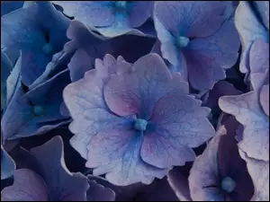 Niebieskie kwiaty hortensji
