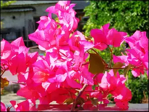 Kwiaty, Bugenwilla