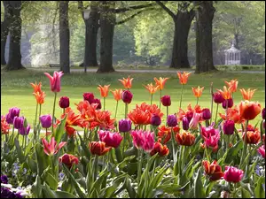 Kwitnące tulipany ozdabiają park