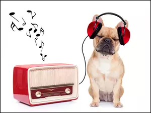 Buldog francuski ze słuchawkami słucha muzyki z radia
