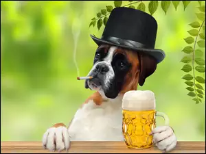 Pies rasy Bokser przy stole z papierosem i piwem