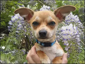 Kwiatki, Chihuahua, Obroża