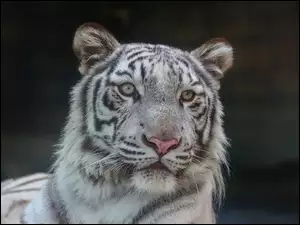 Biały tygrys pozuje do portretu