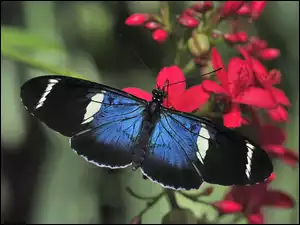 Motyl na czerwonych kwiatkach