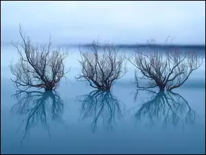 Trzy drzewa w wodnym odbiciu