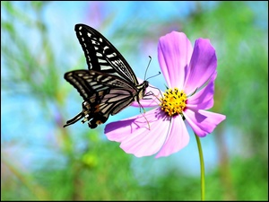 Motyl, Kwiat, Kosmea