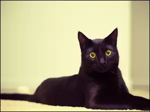 Oczy, Czarny, Kot