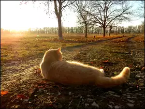 Jesień, Leżący, Kot