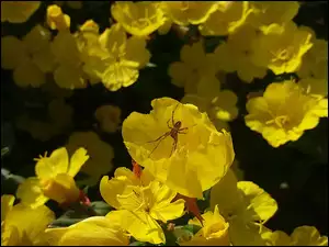Żółte, Pająk, Kwiaty, Wiesiołek