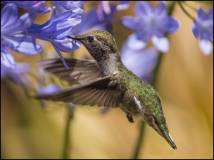 Koliber szuka nektaru w kwiatku