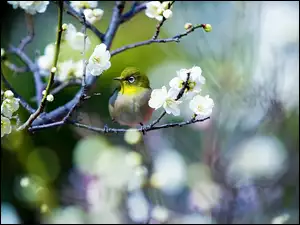 Ptaszek na owocowej kwitnącej gałązce