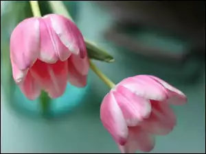 Tulipany, Dwa, Różowe