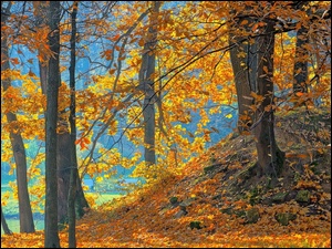 Jesień, Park, Drzewa, Rzeka, Liście