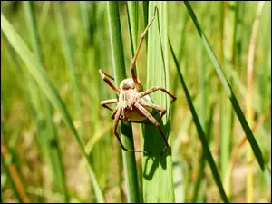 Samica pająka darownik przedziwny na trawie