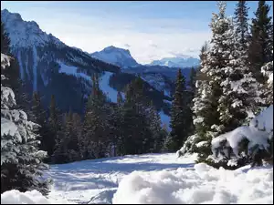 Alpy i lasy zimową porą