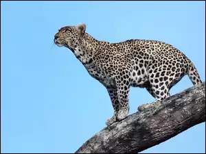 Cętkowany Gepard na drzewie