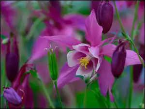 Fioletowy kwiat Orlik na rozmytym tle