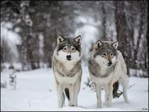 Dwa białe wilki na ośnieżonej leśnej polanie