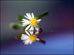 Mały biały kwiatek i jego odbicie
