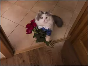 Kot w ubranku z bukietem róż