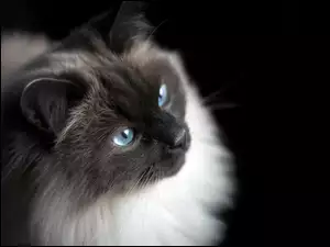 Czarno biały kotek z niebieskimi oczkami