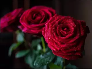 Róże, Krople, Trzy, Wody, Czerwone, Rosa