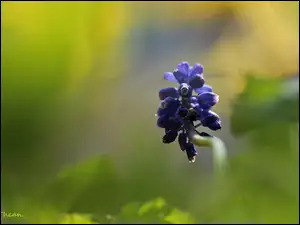 Szafirek, Wiosna, Niebieski, Kwiat