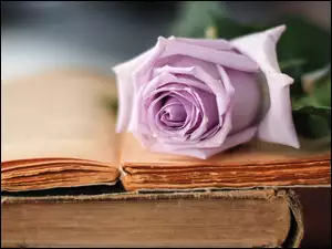 Książki, Fioletowa, Róża