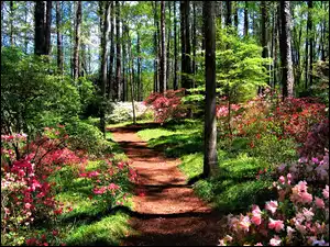 Kwiatki, Las, Ścieżka