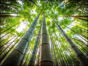 Bambus, Drzewa, Wierzchołki