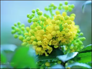 Kwiaty, Ostrokrzew, Żółte