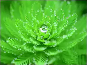 Krople wody na zielonej roślinie w zbliżeniu