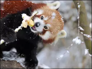 Czerwona, Śnieg, Panda, Jabłka