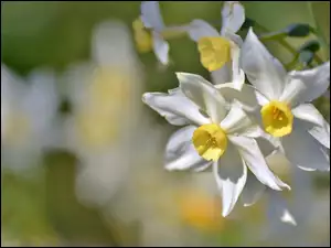Narcyz, Białe, Kwiaty