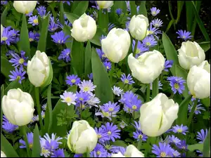Białe, Kwiaty, Tulipany, Niebieskie