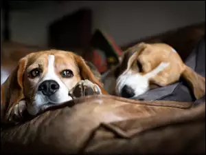 Beagle, Dwa, Psy