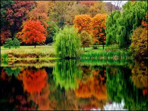 Droga, Drzewa, Rzeka, Jesień, Las, Kolorowe