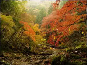 Złoty las jesienią i kamienie