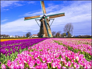 Pole, Holandia, Tulipanów, Wiatrak
