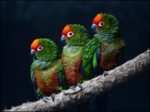 Papugi, Gałąź