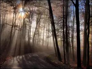 Leśna droga w promieniach przebijającego słońca