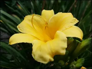 Liliowiec, Kwiat, Żółty