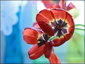 Czerwone tulipany na rozmytym tle